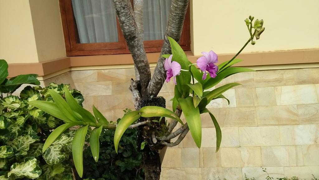 Roemah Canting Homestay Yogyakarta Dış mekan fotoğraf