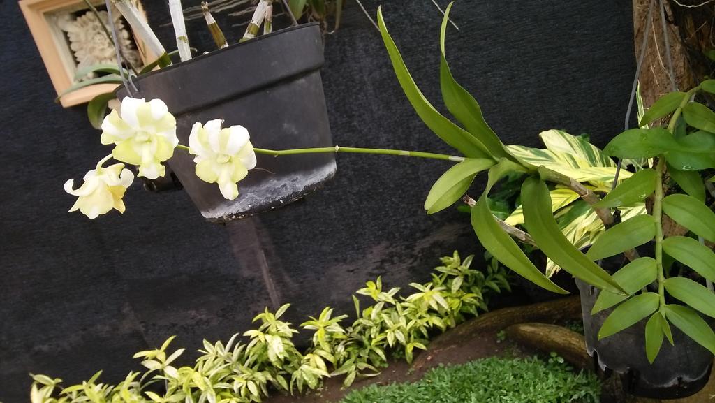 Roemah Canting Homestay Yogyakarta Dış mekan fotoğraf